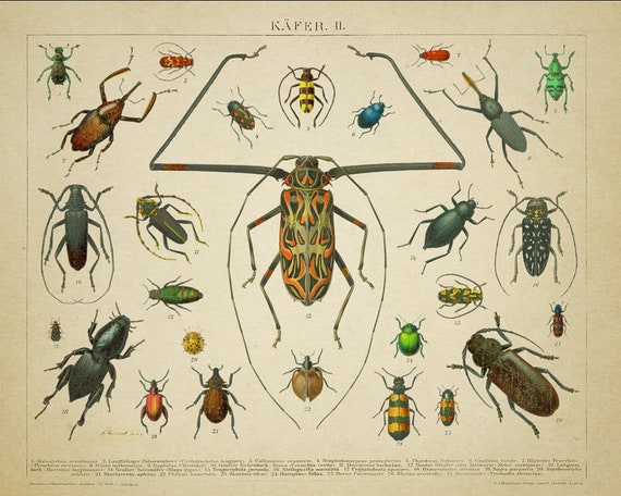 Insect Art Print Vintage Beetle Print Vintage Insect Print Bug Print 