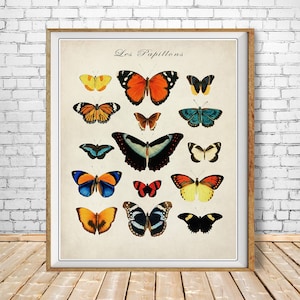 Vintage Butterfly Print, French Insect Chart Wall Art Butterfly Illustration Biology Poster Home Decor #vi1578