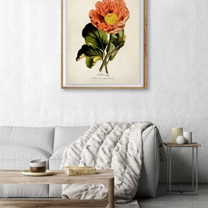 Puede incluir: Una ilustraci&oacute;n bot&aacute;nica vintage de una peon&iacute;a rosa con hojas verdes. La ilustraci&oacute;n se titula "Peon&iacute;a" con el nombre cient&iacute;fico "Paeonia officinalis" escrito debajo.