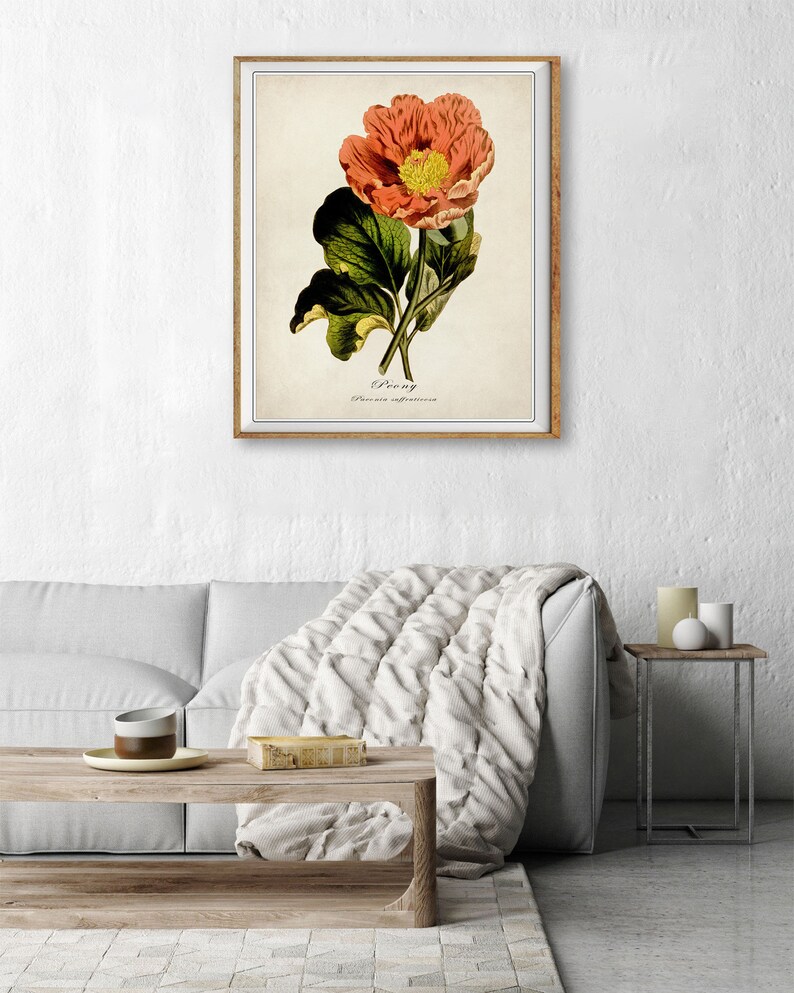 Puede incluir: Una ilustraci&oacute;n bot&aacute;nica vintage de una peon&iacute;a rosa con hojas verdes. La ilustraci&oacute;n se titula "Peon&iacute;a" con el nombre cient&iacute;fico "Paeonia officinalis" escrito debajo.