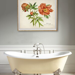 May include: A vintage botanical illustration of a peony flower with orange petals and green leaves. The illustration is framed in a light brown frame and has the text "Peony Paeonia officinalis" printed below the image.