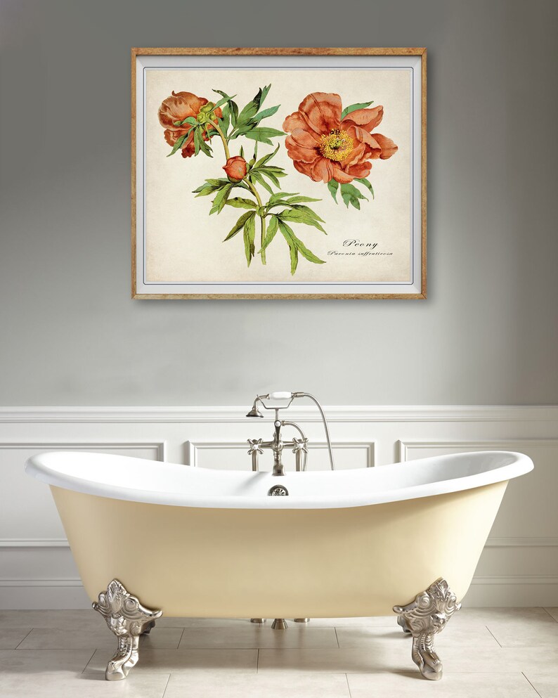 May include: A vintage botanical illustration of a peony flower with orange petals and green leaves. The illustration is framed in a light brown frame and has the text "Peony Paeonia officinalis" printed below the image.