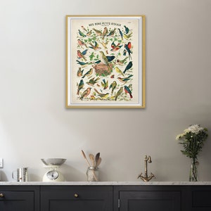 Puede incluir: Gr&aacute;fico educativo vintage que presenta una colecci&oacute;n de p&aacute;jaros coloridos, titulado "Nos Bons Petits Oiseaux". El gr&aacute;fico representa varias especies de p&aacute;jaros en un entorno natural, con algunos posados en ramas y otros en vuelo.