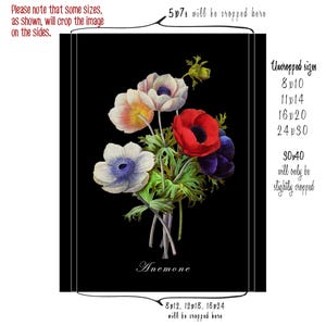 May include: A bouquet of four anemone flowers on a black background. The flowers are white, red, blue, and pink. The text "Anemone" is printed below the flowers. The text "Uncropped sizes" is printed on the right side of the image, followed by a list of sizes: 8x10, 11x14, 16x20, 24x30, and 30x40. The text "will only be slightly cropped" is printed below the size 30x40.