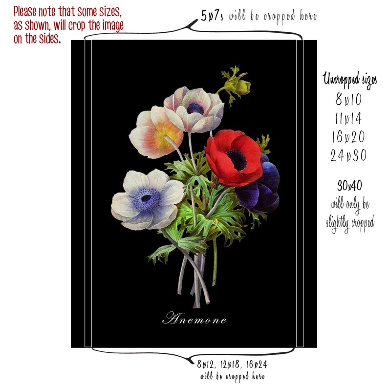 May include: A bouquet of four anemone flowers on a black background. The flowers are white, red, blue, and pink. The text "Anemone" is printed below the flowers. The text "Uncropped sizes" is printed on the right side of the image, followed by a list of sizes: 8x10, 11x14, 16x20, 24x30, and 30x40. The text "will only be slightly cropped" is printed below the size 30x40.