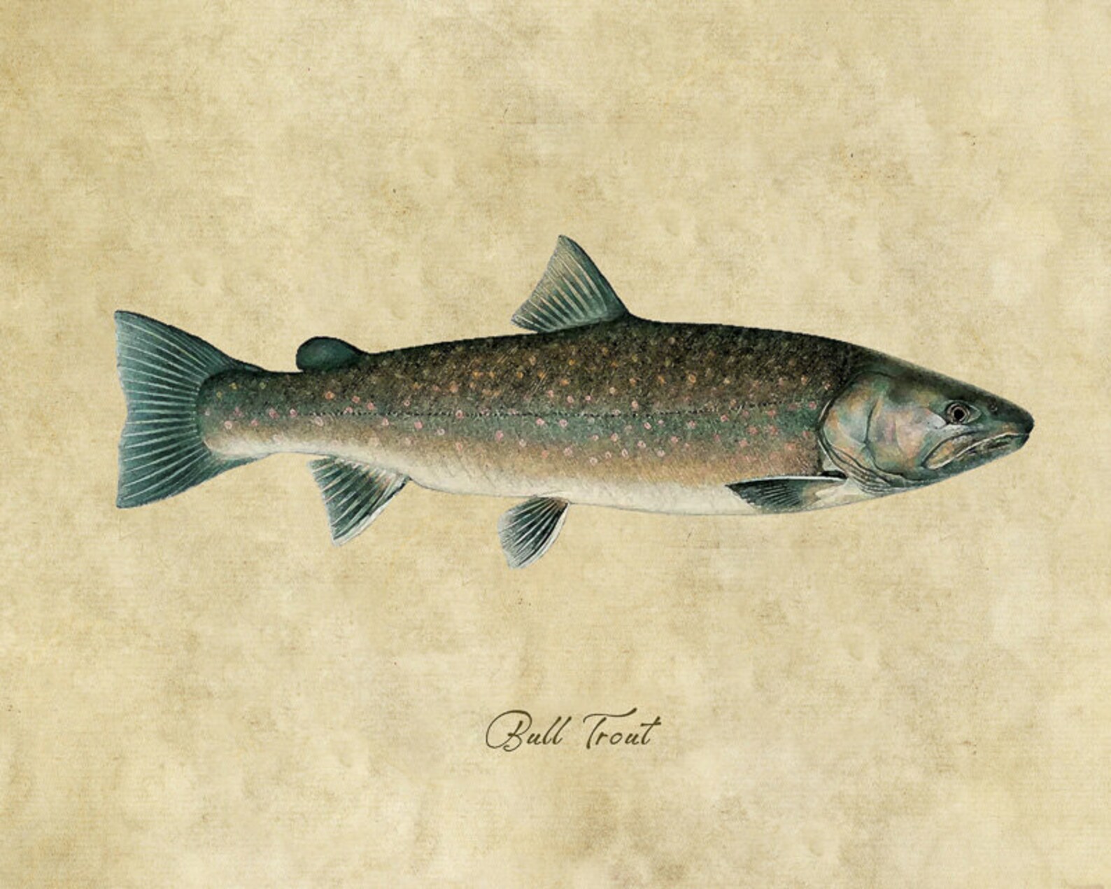 Bull Trout Art Fishing Poster Trout Print Gifts for Etsy