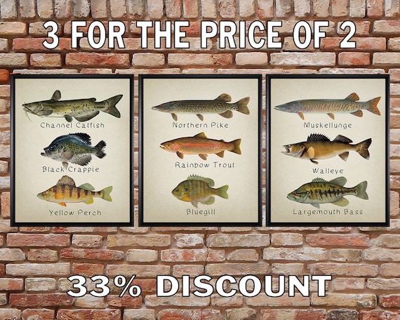 Fish Poster Discounted Set of 3 Fish Print Freshwater Fishing Poster Man  Cave Decor Poster Fathers Day vi351 