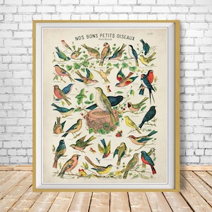 Impresión de pájaro vintage, impresión de ornitología, póster de pájaro francés, regalos para observadores de aves, arte de pared, decoración del hogar, amantes de las aves # vi880