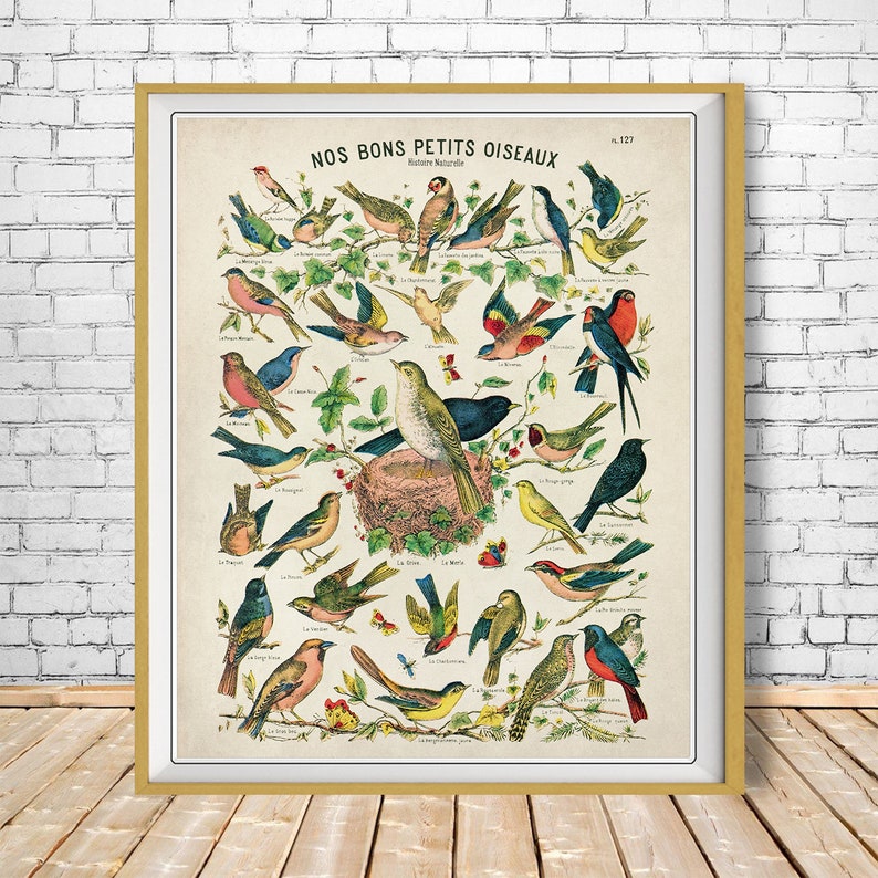 Puede incluir: Una tabla educativa vintage con una ilustraci&oacute;n colorida de varias aves. La tabla se titula "Nos Bons Petits Oiseaux" e incluye los nombres franceses de cada ave.