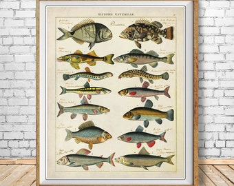 Vintage Fish Print, French Fish Chart Biology Poster Fishing Illustration Wall Art Home Decor #vi0885
