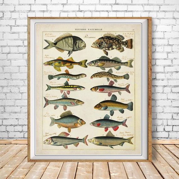 Vintage Fish Print, French Fish Chart Biology Poster Fishing