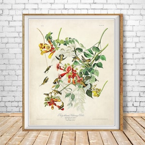 May include: A vintage illustration of a Ruby-throated Hummingbird,  "Trochilus Colubris",  feeding on trumpet flowers. The illustration is from John James Audubon's "Birds of America" and features detailed depictions of the hummingbird's plumage and the flowers.