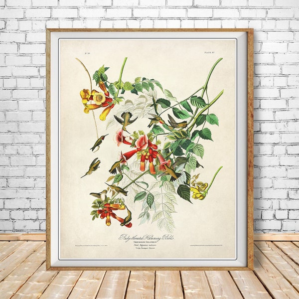 Vintage Hummingbird Print, Audubon print, Ruby Throated Hummingbird Wall Art Home Decor Fine Art Print #vi1613