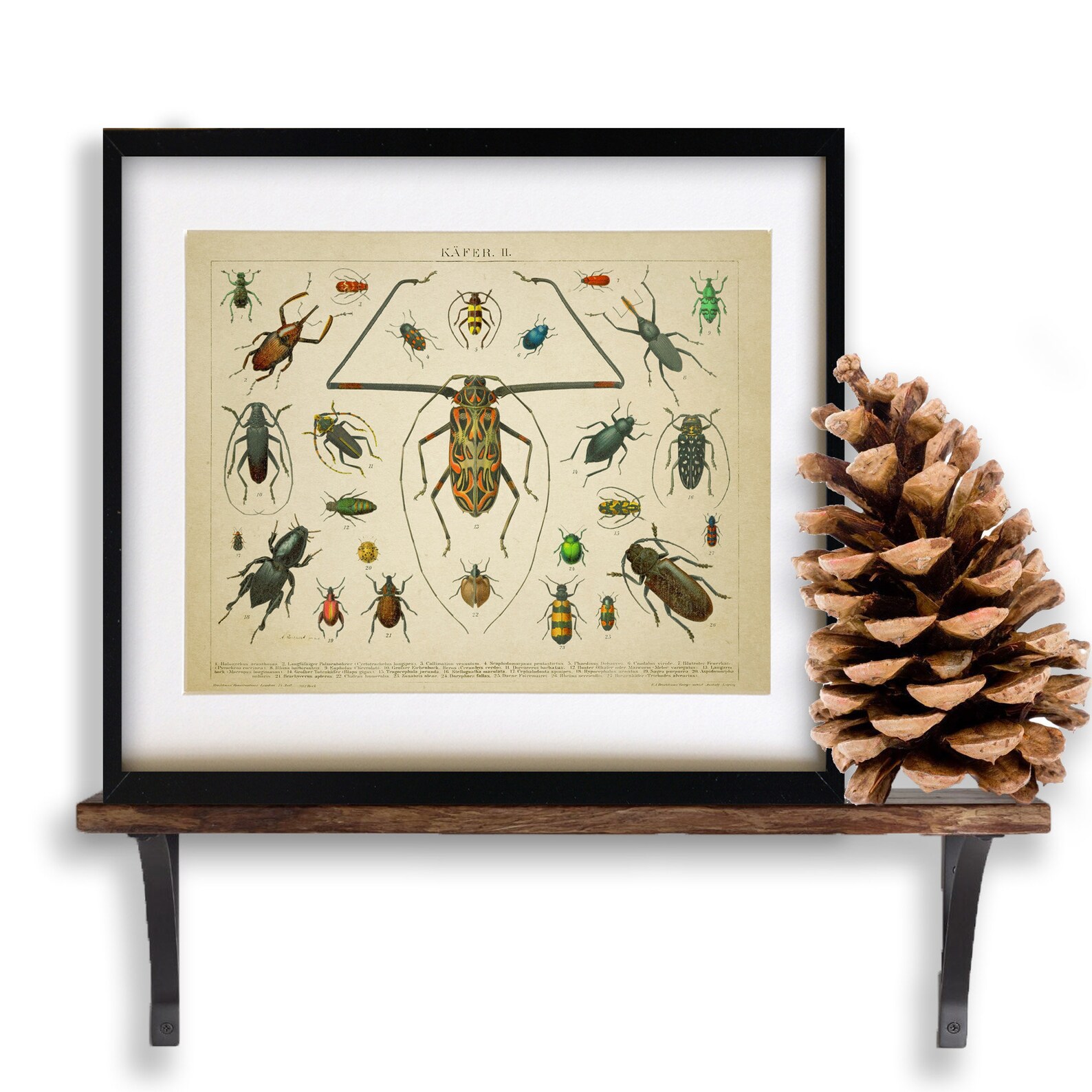 Vintage Insect Print, German Beetle Chart Insect Illustration Biology ...