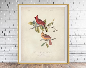 Vintage Cardinal Print, Audubon print, Cardinal Wall Art, Redbird Poster, Home Decor Fine Art Print #vi1950