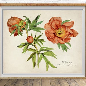 May include: A vintage botanical illustration of a peony flower with orange petals and green leaves. The text "Peony Paeonia suffruticosa" is printed below the flower.