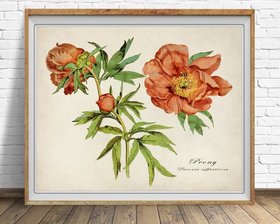 Peony Botanical Print, Vintage Peony Print, Flower Poster, vintage botanical print Art Home Decor #vi1507