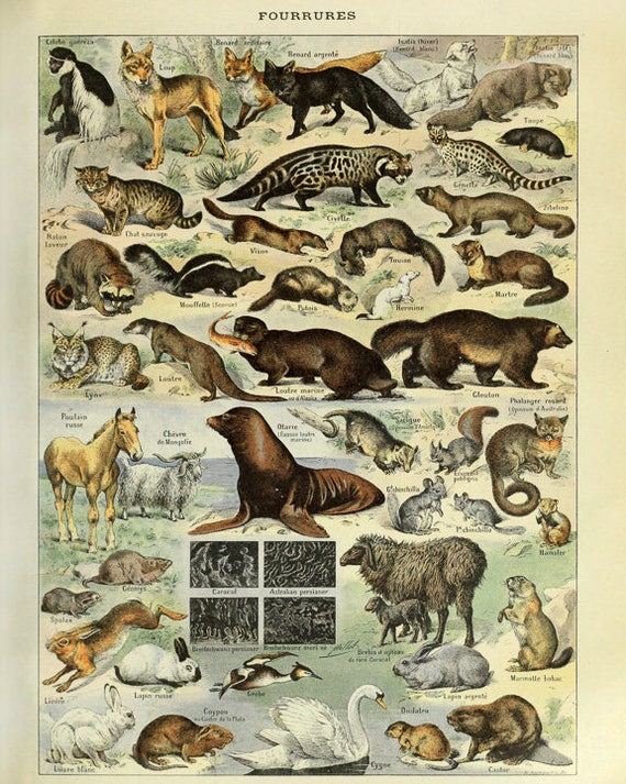 Animal Print Chart