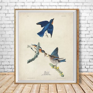 Impresión vintage de pájaro azul, impresión de Audubon, póster vintage de pájaro, decoración de pájaros, arte de pared, decoración del hogar, impresión de bellas artes n.° vi1612
