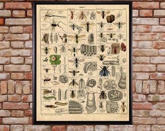 Vintage Insect Poster - Bee Print - Insects Decor - Bee Art - Wall Art Home Decor Fine Art Print #vi176