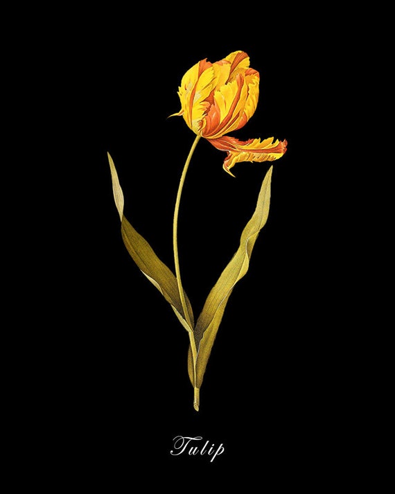 Botanical Print vi785 Tulip Black With Tulip Art Print Poster Etsy Background Flower Wall - Redoute Home Decor