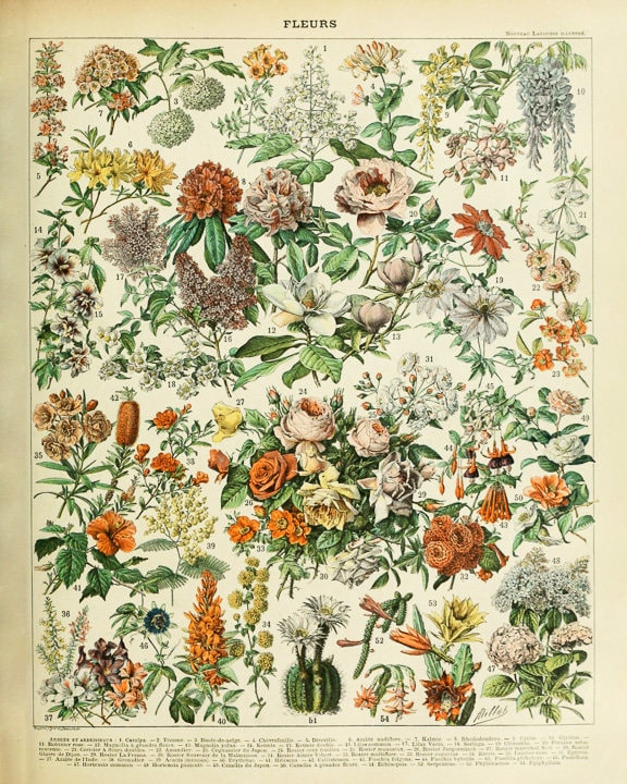 Vintage Flower Poster French Botanical Print French Flower | Etsy