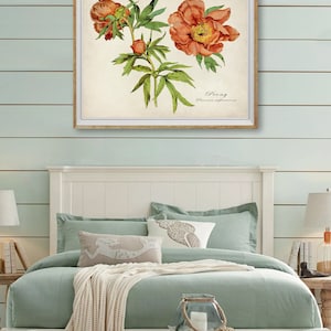 May include: A framed botanical print of a peach-colored peony flower with green leaves and the text "Peony Paeonia officinalis".