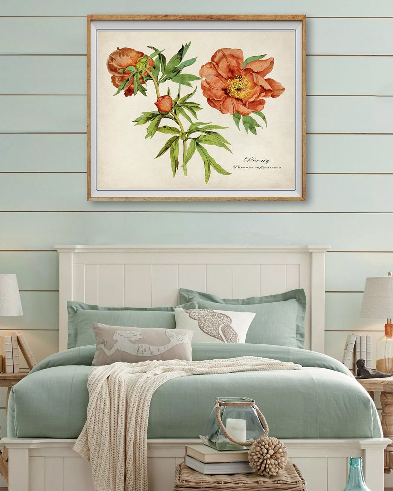 May include: A framed botanical print of a peach-colored peony flower with green leaves and the text "Peony Paeonia officinalis".