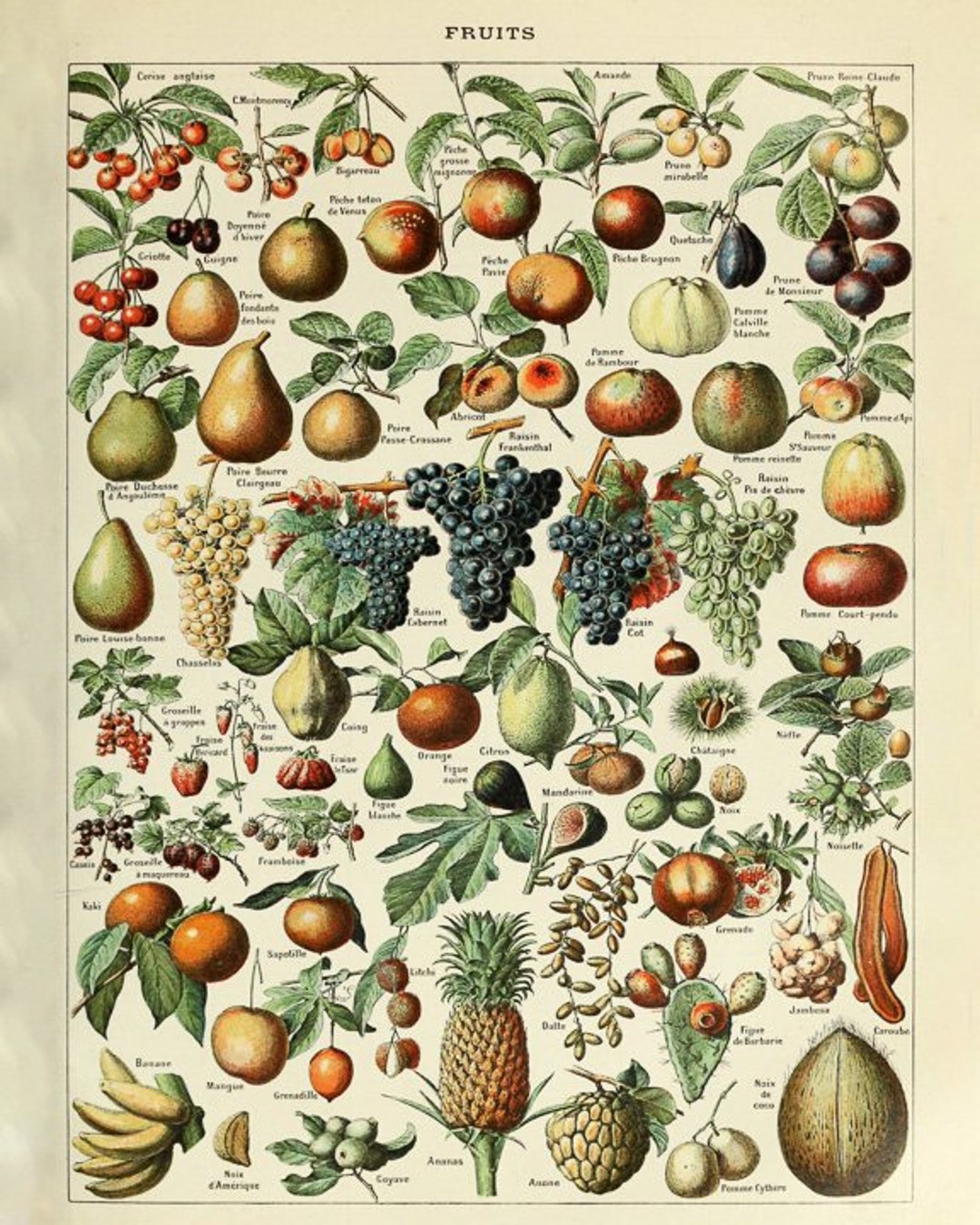 Vintage Fruit Poster, French Fruit Decor, French Botanical