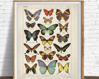 Vintage Butterfly Print, French Insect Chart Butterfly Illustration Wall Art Biology Poster Home Decor #vi1409