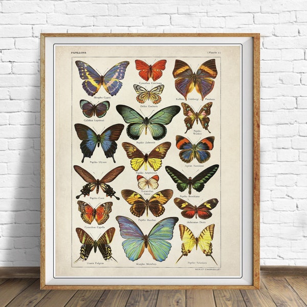 Vintage Butterfly Print, French Insect Chart Butterfly Illustration Wall Art Biology Poster Home Decor #vi1409
