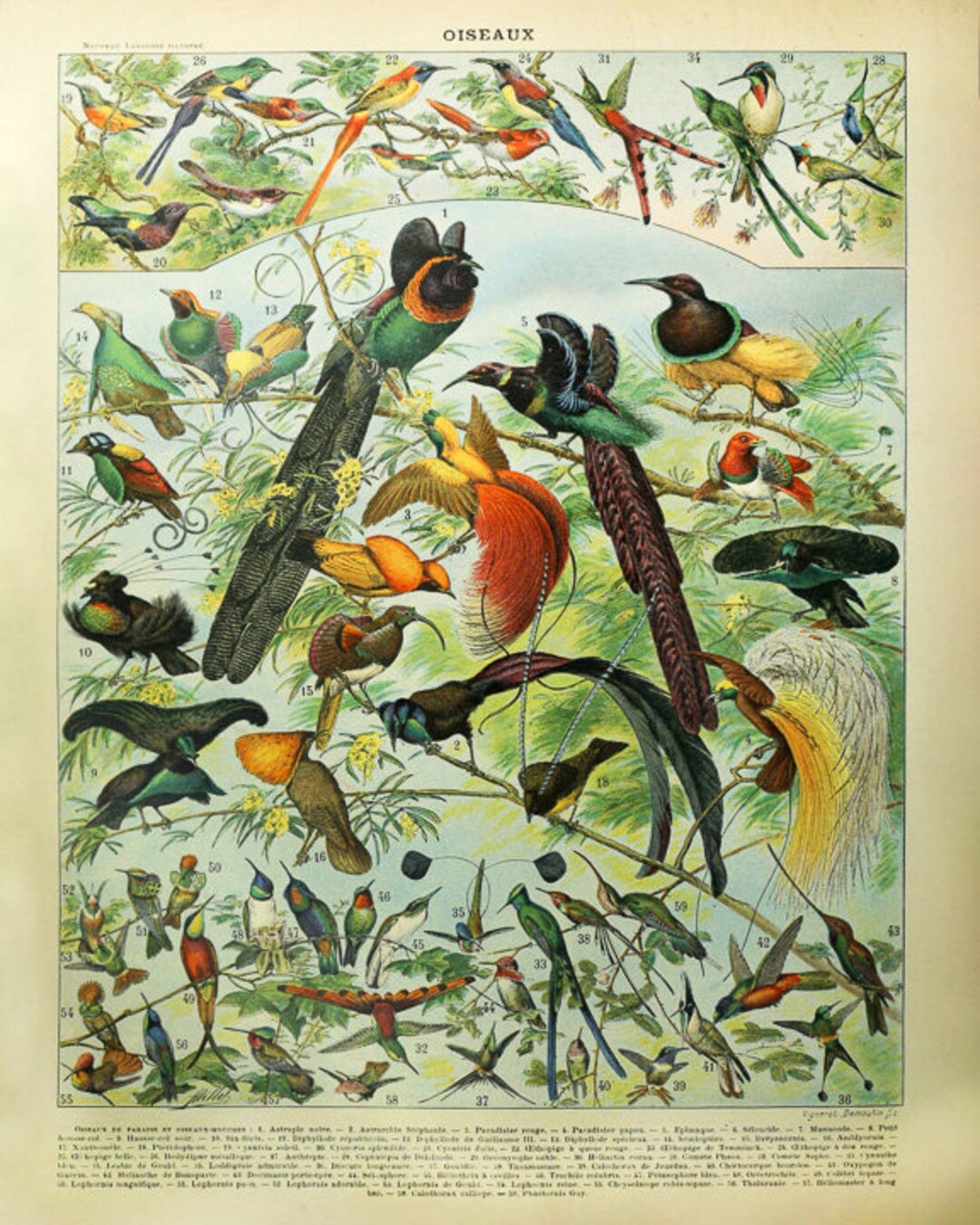 アート・デザイン・音楽 CLASSIC NATURAL HISTORY PRINTS BIRDS Vintage Bird Print, French Bird Poster Ornithology Print