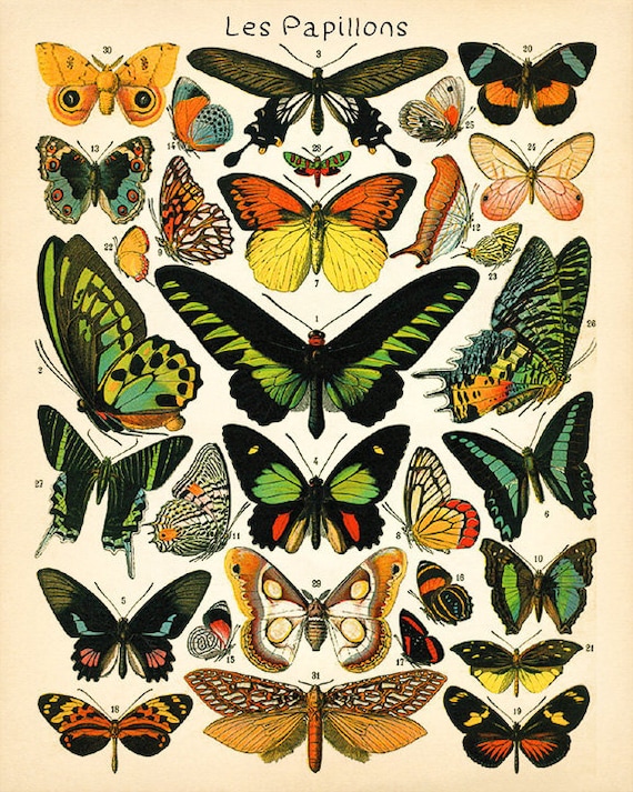 Antique Replica Butterflies Art Print Antique Replica Butterflies Art Print