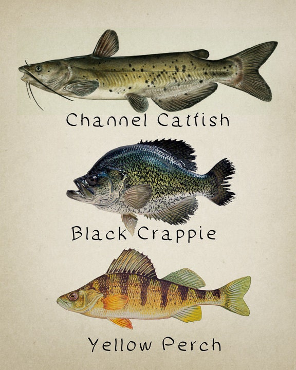 Fish Poster Fish Print Catfish Perch Crappie Freshwater Fishing