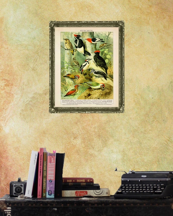 Vintage Bird Poster, Antique Woodpecker Print, Woodpecker