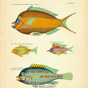 Vintage Fish Print, Colorful Fish Art, French Bookplate, Fish Poster ...
