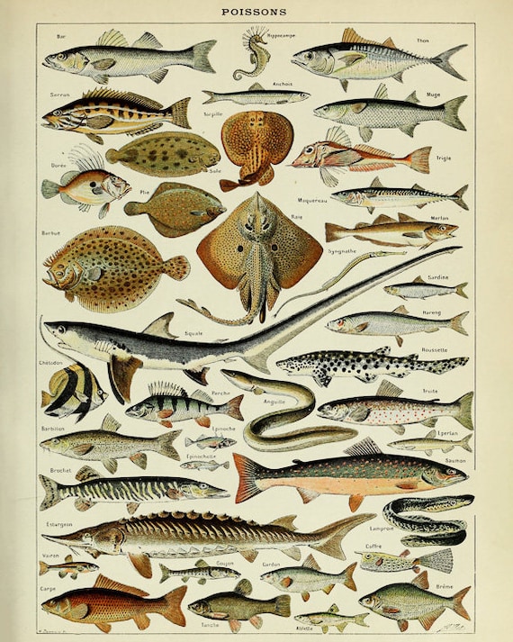 Vintage Fish Print, French Fish Chart Fishing Illustration Biology