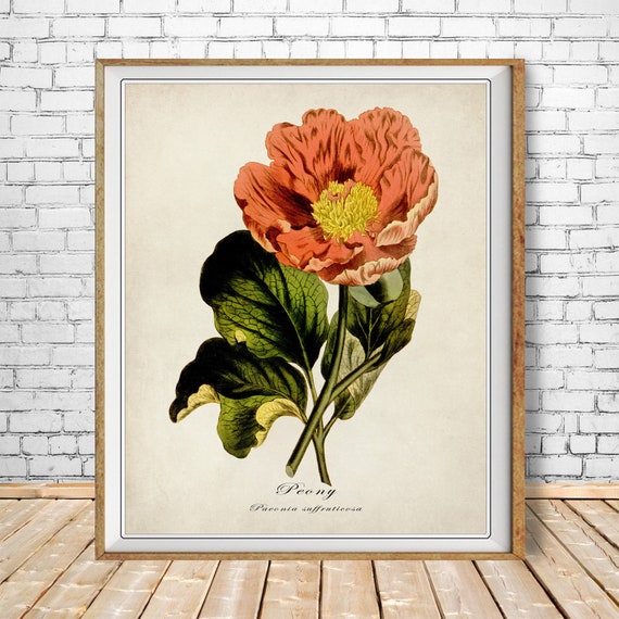 Vintage Peony Print, Peony Botanical Print, Flower Poster, vintage botanical print Art Home Decor #vi1508