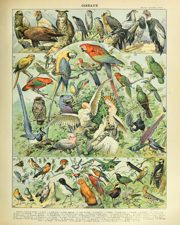 Vintage Bird Print, Ornithology Print French Bird Poster Gifts for