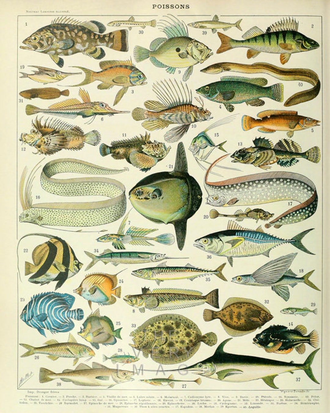 Vintage Fish Poster, Fish Chart, Fish Art, French Bookplate, Beach