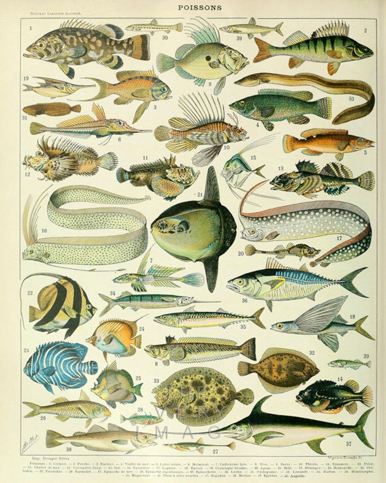 K&ouml;nnte beinhalten: Eine vintage illustrierte Karte mit verschiedenen Fischarten, die mit Nummern und Namen in Franz&ouml;sisch beschriftet sind. Die Karte enth&auml;lt eine Vielzahl von Fischarten, darunter ein Schwertfisch, ein Kugelfisch, ein Thunfisch und ein Flunder. Die Fische sind in einem realistischen Stil mit detaillierten Markierungen und Farben dargestellt.
