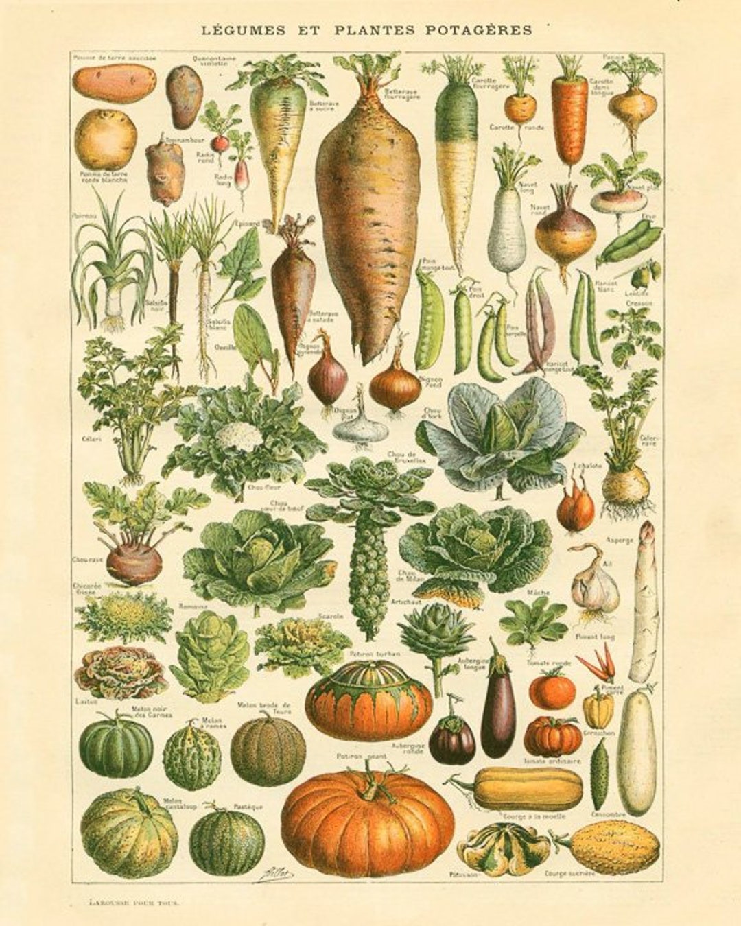 Vintage French Vegetable Poster, Botanical Print, Vegetarian Print