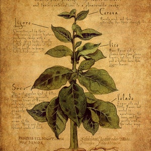 Peut inclure: Un diagramme illustré d'un plant de tabac, montrant les différentes couches de feuilles utilisées dans la fabrication des cigares. Les feuilles sont étiquetées avec leurs noms : Ligero, Corona, Viso, Seco et Volado. Le texte décrit les caractéristiques de chaque couche et sa contribution à la saveur et à la combustion du cigare.