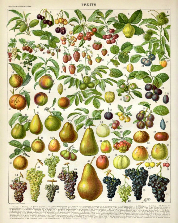 Vintage Fruit Poster - Botanical Print - French Fruit Print Vintage Fruit Poster - Botanical Print - French Fruit Print