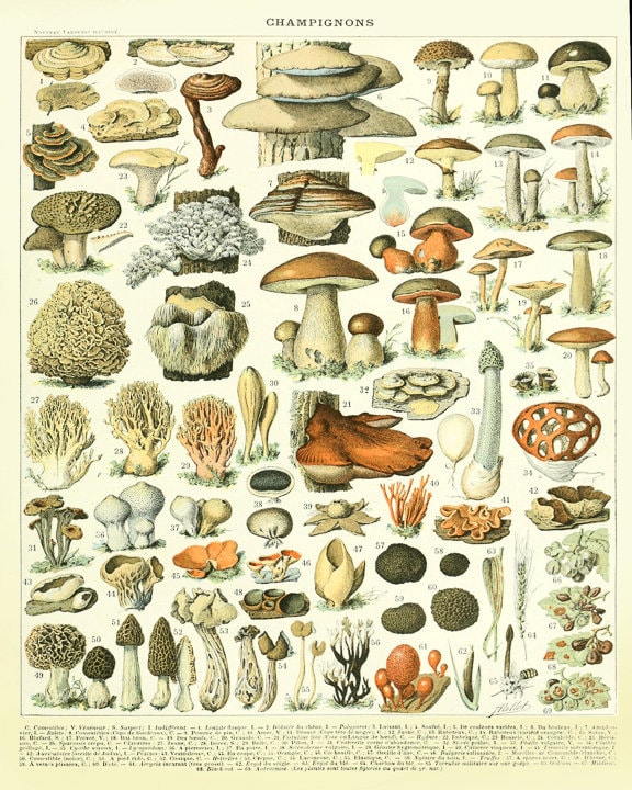 Vintage Mushroom Poster, Mushroom Print, French Botanical Print