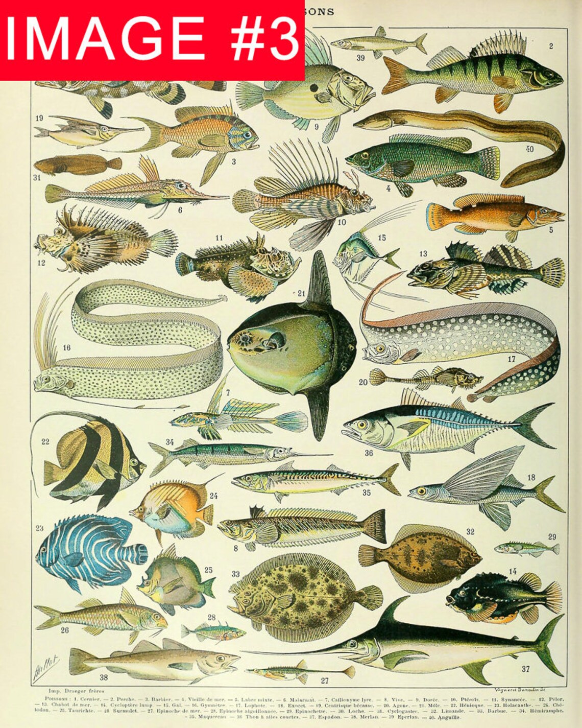 Fish Print, Seashell Poster, Beach House Decor, Set of 3 Vintage Fish ...