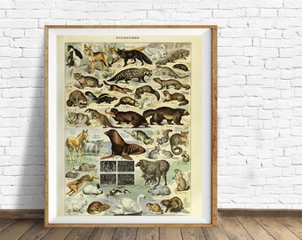 洋書 CLASSIC NATURAL HISTORY PRINTS MAMMALS Classic Natural History Prints Mammals S. Peter Dance HC 60