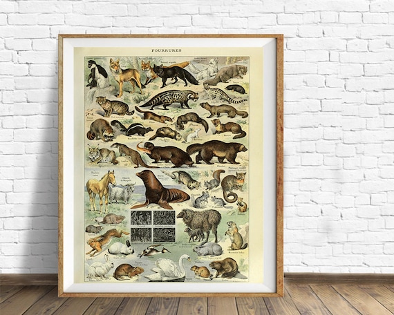 Vintage Animal Print, Mammal Chart French Biology Poster