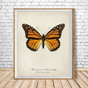 Monarch Butterfly Poster, Vintage Butterfly Print, Insect Illustration Wall Art Biology Poster Home Decor #vi1525