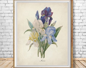 Vintage Botanical Print, Iris Print,Flower Poster, French Botanical Redoute Iris Wall Art Home Decor #vi1513